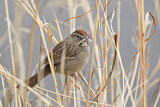 Image. Rufous-crowned Sparrow