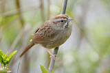 Image. Rufous-crowned Sparrow