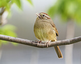 Image. Rufous-crowned Sparrow