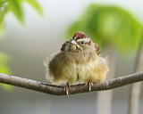 Image. Rufous-crowned Sparrow