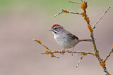Image. Rufous-crowned Sparrow