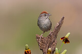 Image. Rufous-crowned Sparrow