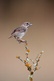 Image. Rufous-crowned Sparrow