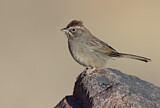 Image. Rufous-crowned Sparrow