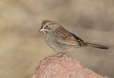 Image. Rufous-crowned Sparrow