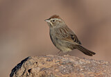 Image. Rufous-crowned Sparrow