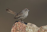Image. Rufous-crowned Sparrow