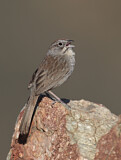 Image. Rufous-crowned Sparrow