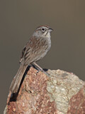 Image. Rufous-crowned Sparrow