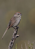 Image. Rufous-crowned Sparrow