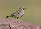 Image. Rufous-crowned Sparrow