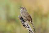 Image. Rufous-crowned Sparrow