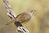Image. Rufous-crowned Sparrow