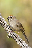 Image. Rufous-crowned Sparrow