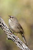 Image. Rufous-crowned Sparrow