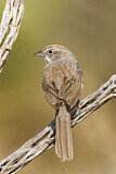 Image. Rufous-crowned Sparrow
