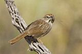 Image. Rufous-crowned Sparrow
