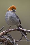 Image. Rufous-eared Brushfinch