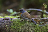 Image. Rufous-gorgeted Flycatcher