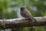 Image. Rufous-gorgeted Flycatcher