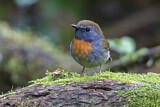 Image. Rufous-gorgeted Flycatcher