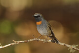 Image. Rufous-gorgeted Flycatcher
