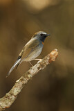 Image. Rufous-gorgeted Flycatcher