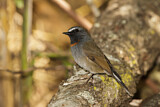 Image. Rufous-gorgeted Flycatcher