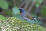 Image. Rufous-gorgeted Flycatcher