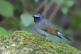 Image. Rufous-gorgeted Flycatcher