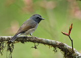 Image. Rufous-gorgeted Flycatcher