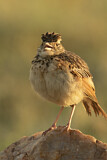 Image. Rufous-naped Lark