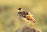 Image. Rufous-naped Lark
