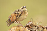 Image. Rufous-naped Lark