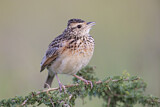 Image. Rufous-naped Lark