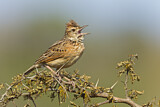 Image. Rufous-naped Lark