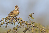 Image. Rufous-naped Lark