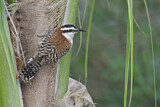 Image. Rufous-naped Wren