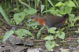 Image. Rufous-sided Crake