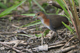 Image. Rufous-sided Crake