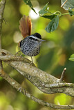 Image. Rufous-tailed Antbird