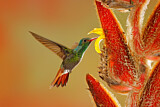 Image. Rufous-tailed Hummingbird