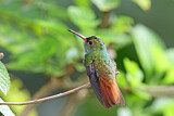 Image. Rufous-tailed Hummingbird