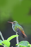 Image. Rufous-tailed Hummingbird