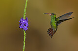 Image. Rufous-tailed Hummingbird