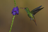 Image. Rufous-tailed Hummingbird