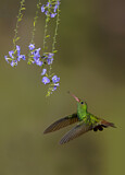 Image. Rufous-tailed Hummingbird