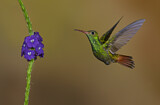 Image. Rufous-tailed Hummingbird