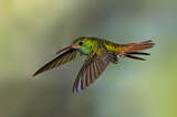 Image. Rufous-tailed Hummingbird