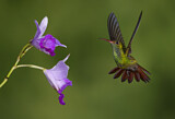 Image. Rufous-tailed Hummingbird